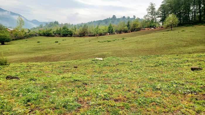 نشانی زیباترین جنگل&zwnj;ها در اطراف شهر بابلسر